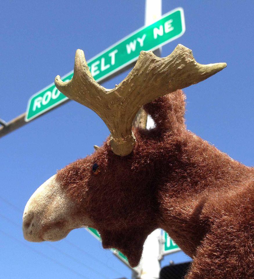 Roosevelt Bull Moose