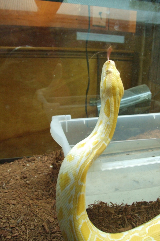 Photo: Albino Burmese Python courtesy of falling_angel on Flickr.